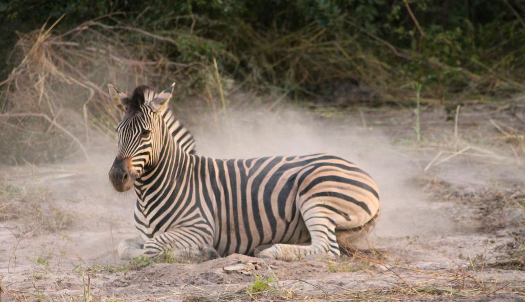 Fathala Wildlife Reserve Toubakouta 外观 照片