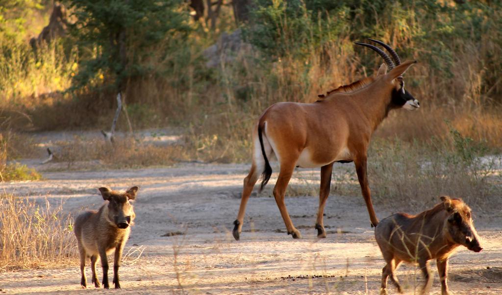 Fathala Wildlife Reserve Toubakouta 外观 照片