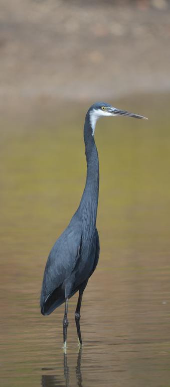 Fathala Wildlife Reserve Toubakouta 外观 照片